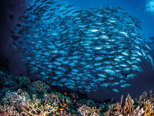 ¿Sabías que hay más de 10 ecosistemas acuáticos? Conócelos