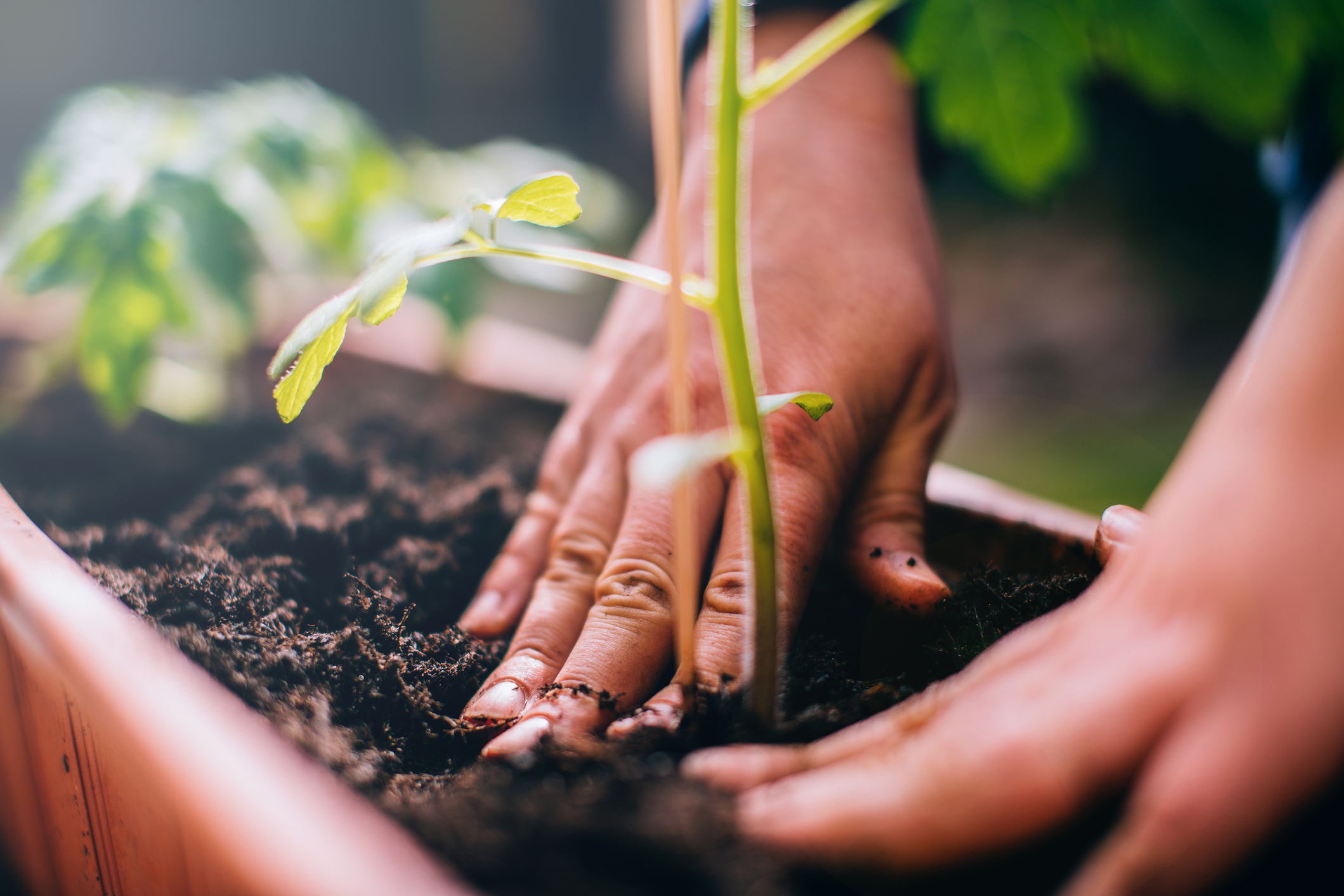 26 de enero día mundial de la educación ambiental