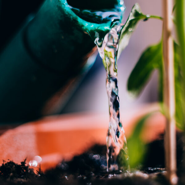 Día Mundial del Agua: estrategias para enfrentar la escasez de agua en México